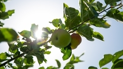 Школьный сад суперинтенсивного типа заложили в селе Шишкино