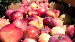 В ставропольских суперинтенсивных садах получают 67% от всего урожая яблок региона