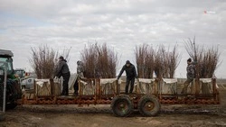 Ставрополье направило 100 тыс. саженцев яблонь в Индию