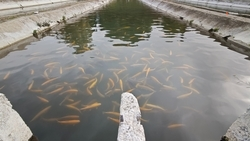 Улов товарной рыбы превысил 4 тыс. тонн на Ставрополье 