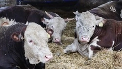Мясное и молочное скотоводство продолжат развивать на Ставрополье при помощи грантовой поддержки
