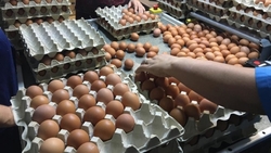 Ставропольские птицефабрики получат 25 миллионов рублей господдержки за реализацию яиц