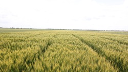 Ставропольские сельхозпроизводители получат более 350 млн рублей господдержки
