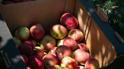 Фермеры Ставрополья могут хранить яблоки в плодохранилищах до 8 месяцев 