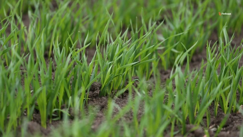 Ставропольские аграрии на 60% выполнили план по севу яровых