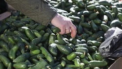 Более 550 ярмарочных площадок работают на Ставрополье