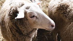 Почти 3 тыс. тонн шерсти планируют получить ставропольские овцеводы