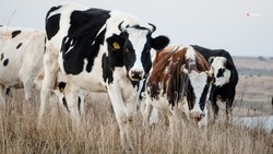 Субсидии на развитие молочного производства получили 36 хозяйств Ставрополья 