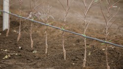 Глава Ставрополья поручил дополнительно озеленить сквер в Светлограде