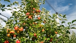 Шесть школьных садов заложили на Ставрополье