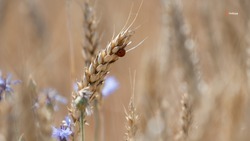 Ставропольским аграриям досрочно выплачено более 50% господдержки за 2025 год