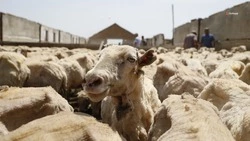 На Ставрополье построят мясоперерабатывающий завод и овцеводческую ферму