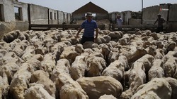 Глава Ставрополья предложил нарастить объём выплат овцеводам