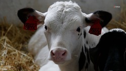 Ставрополье в 2,5 раза увеличило экспорт молочной продукции