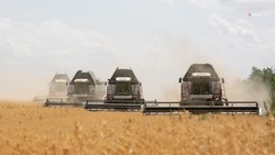 Ставрополье возглавило рейтинг регионов по урожаю зерновых и зернобобовых 