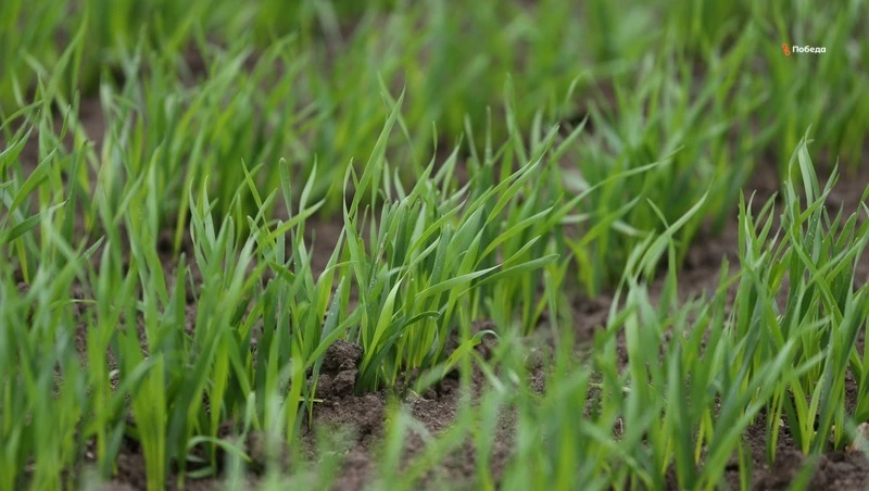 В Петровском округе завершают закладку яровых культур