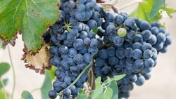 Урожайность столовых сортов винограда увеличилась на Ставрополье