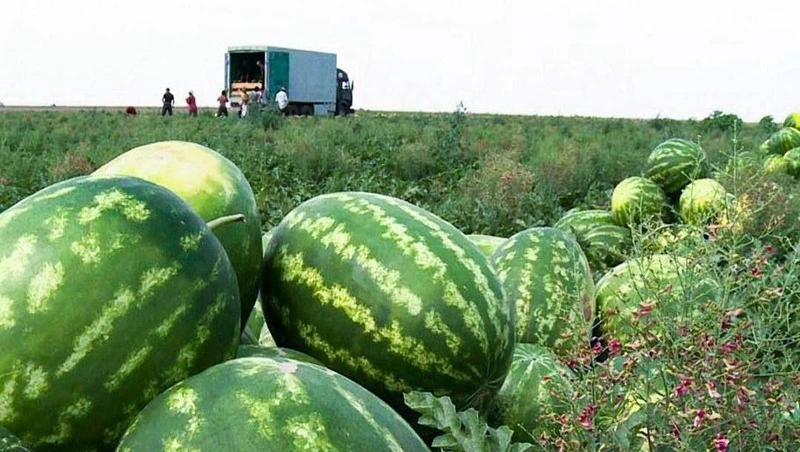 Уборка бахчевых стартовала на Ставрополье