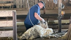На Ставрополье стартовала кампания по стрижке овец 
