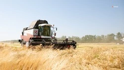 Ставропольские аграрии приступили к уборе рапса