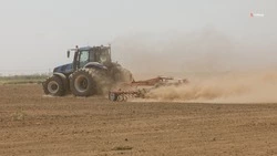 Ставропольские аграрии заложили кукурузу на 67,2 тыс. га