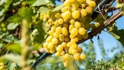 Урожайность винограда в Петровском округе достигла 100 ц/га
