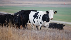 Ставрополье перенимает опыт Белоруссии в генотипировании молочного стада