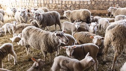 Ставропольские хозяйства выполнили 82% от плана по выводу овец