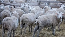 Производство баранины выросло на Ставрополье благодаря господдержке