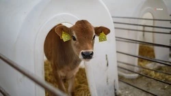 Ставрополец — участник спецоперации развивает животноводческую ферму благодаря господдержке