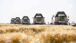 Почти 3,7 млн тонн зерна собрали аграрии с начала жатвы на Ставрополье