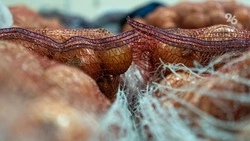 Высокий урожай сельскохозяйственной продукции позитивно отражается на ценах в магазинах Ставрополья
