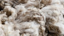 Около 70 тонн тонкорунной шерсти получили ставропольские аграрии 