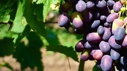 Петровский округ первым приступил к сбору винограда