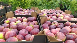 Аграрии Ставрополья в 2022 году получили рекордное количество яблок до завершения сбора