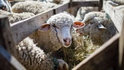 Кампания по осеменению овец началась в хозяйствах Ставропольского края