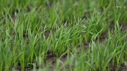 В Петровском округе завершают закладку яровых культур