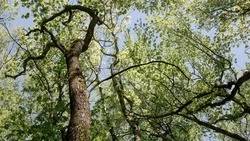 Лесной фонд Ставрополья в 2021 году пополнили более чем на сто тысяч деревьев и кустарников