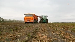 В Петровском округе проходит уборка раннего картофеля