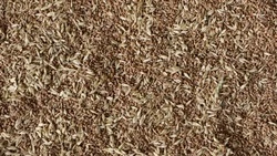 Подготовку семян к весеннему севу завершают на Ставрополье