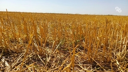 Число предостережений о сжигании стерни на Ставрополье выросло в три раза