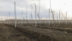 Ещё 479 га садов заложили на Ставрополье