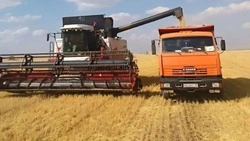 Жатва началась в полях Петровского округа — глава края
