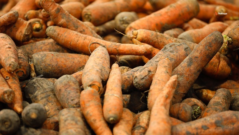 Аграрии Ставрополья собрали 894 тонны моркови