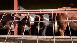 Укреплять популяцию высокопродуктивного сельхозскота на Ставрополье помогает господдержка
