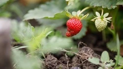 Ещё 10,8 га ягодников заложат на Ставрополье