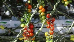 Инвестпроекты помогают нарастить экспорт продукции АПК Ставрополья