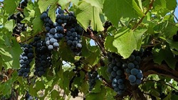 Петровский округ вошёл в число лидеров по сбору винограда на Ставрополье 