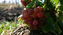 Новые виноградники заложат в Петровском округе