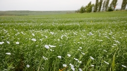 Полезащитные лесополосы восстанавливают на Ставрополье для борьбы с опустыниванием